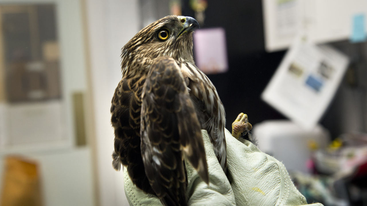 Book of Dreams: Giving wildlife a second chance (2018)