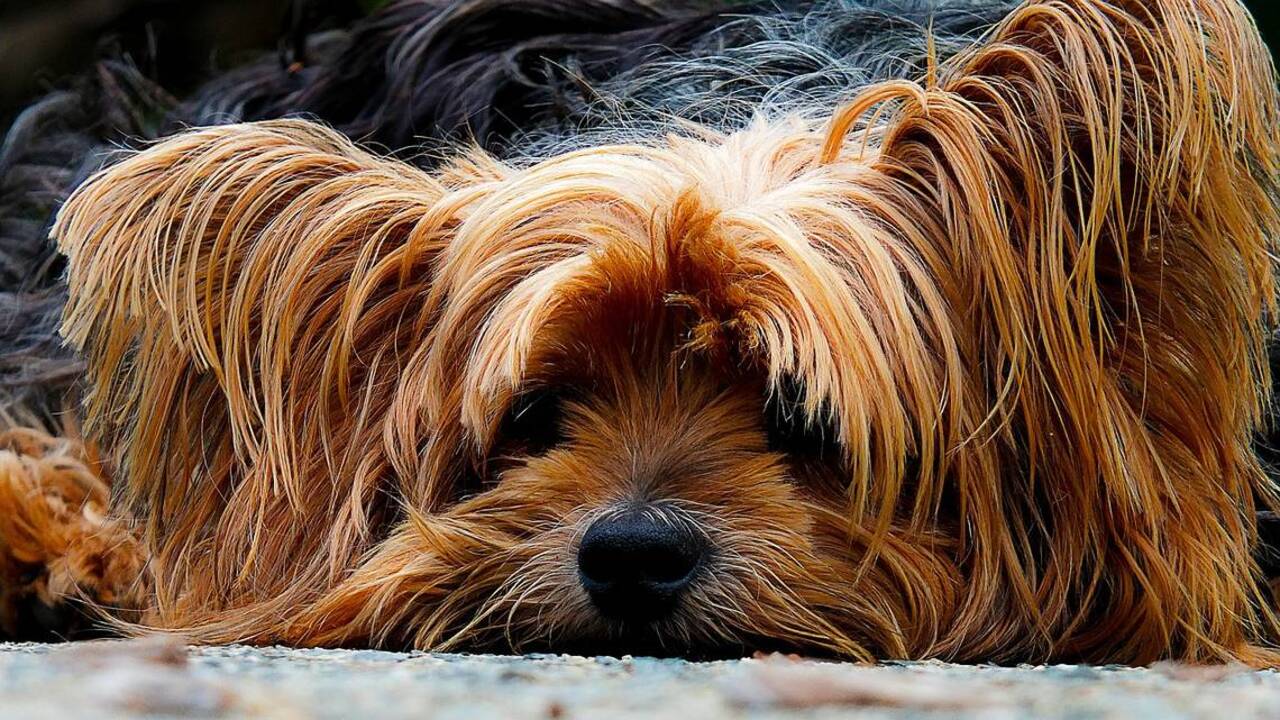 How to protect your pet from the dog flu