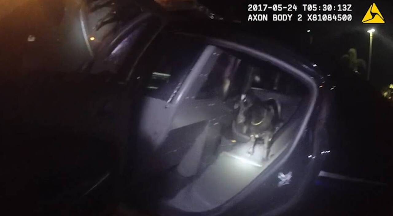 Body cam video shows goat being taken into police custody