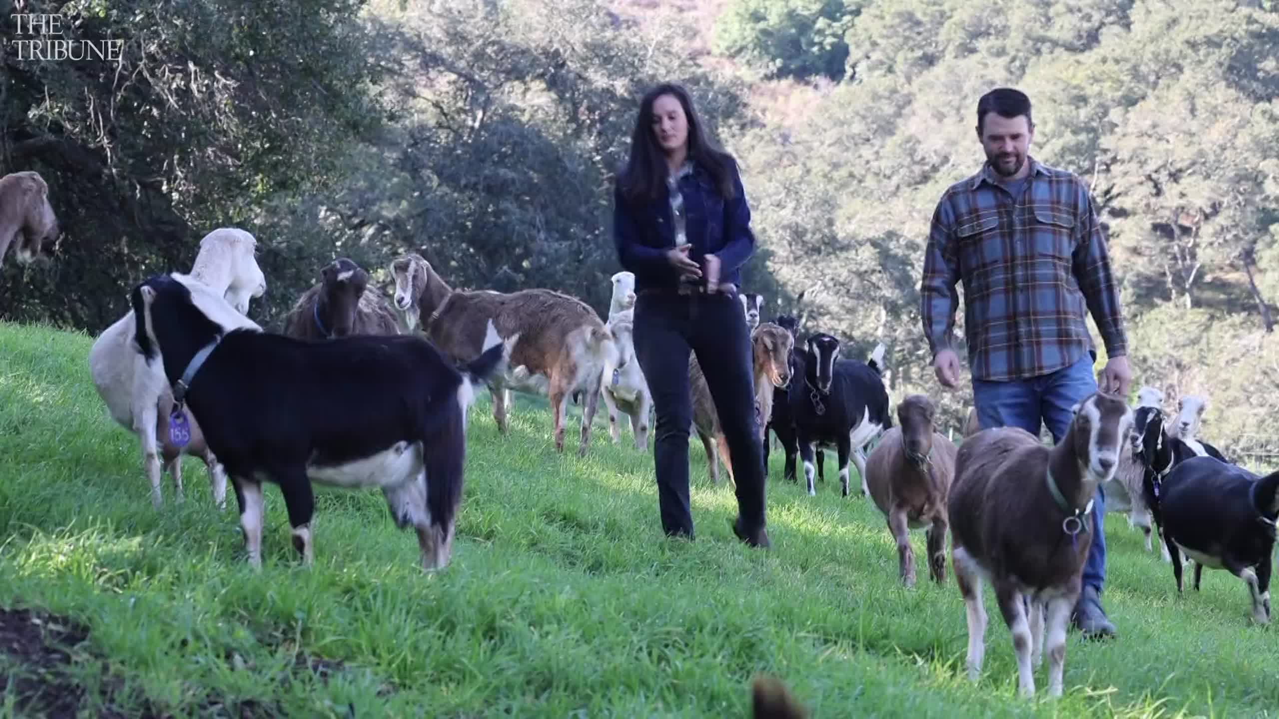 Stepladder Ranch near Cambria has tours featuring goat dairy