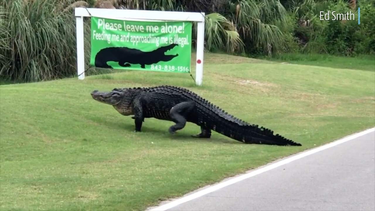 Humongous alligator makes its way across Fripp Island road