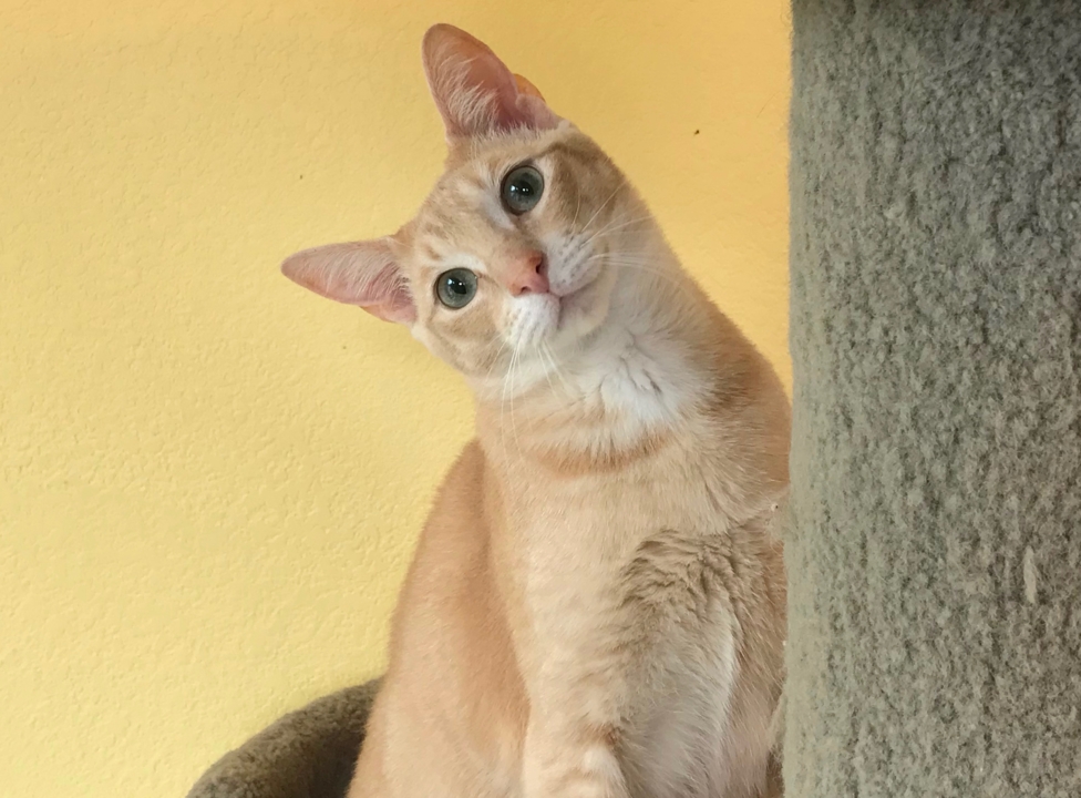 Cuddly cats Leo and Leonardo have special needs — and they need new homes