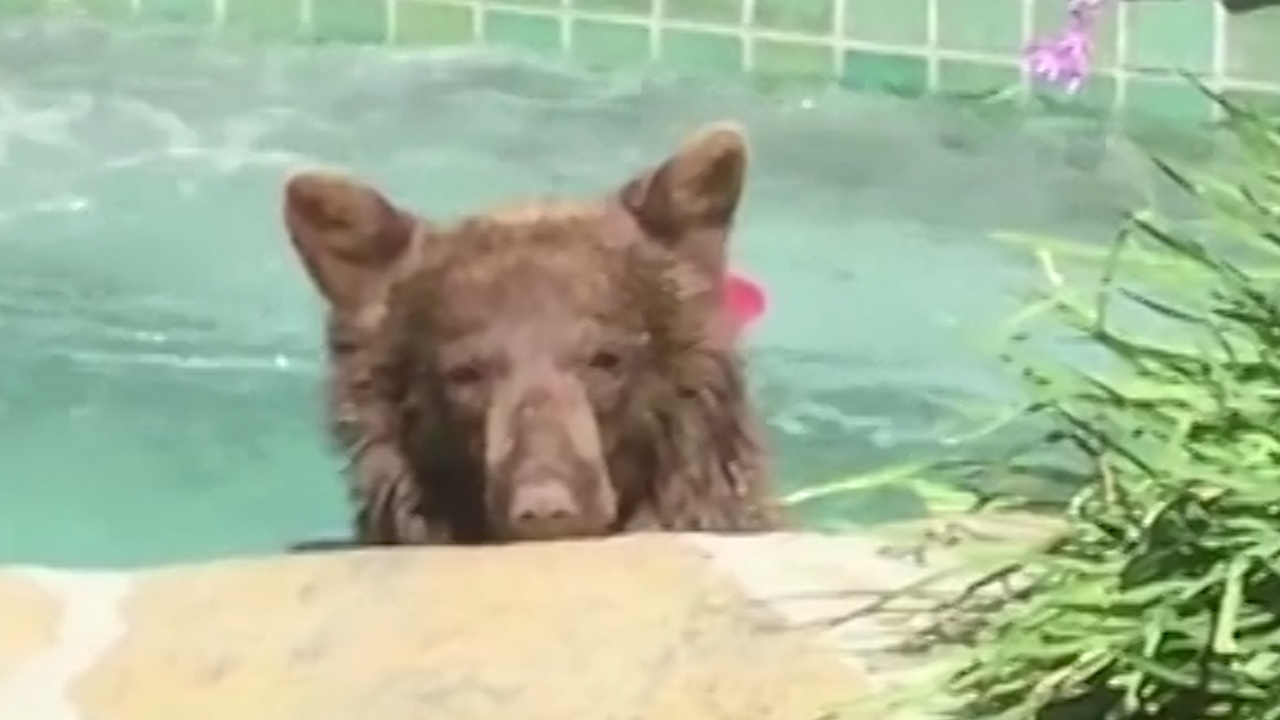 Watch this margarita-loving bear get a hot tub treat