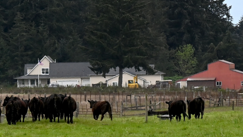 Grazing cattle are helping conserve this Tenino area prairie that’s open to the public