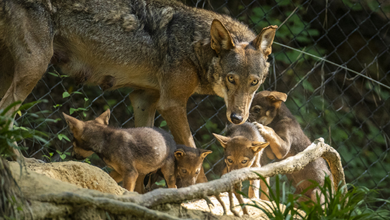 Endangered wolf pups need names, and NC museum is asking for your help
