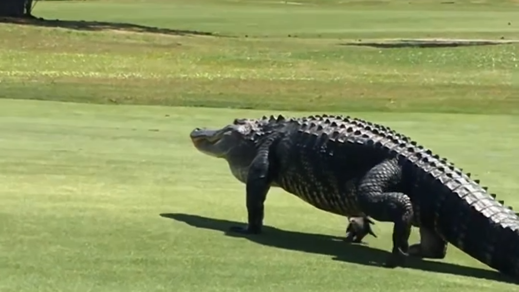 2 massive gators coexist with golfers at Legends Golf Course on Parris Island