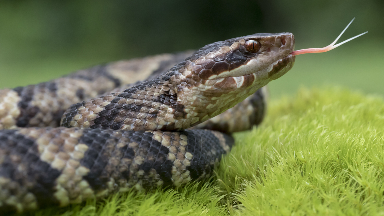 How to spot and correctly identify North Carolina’s six venomous snakes