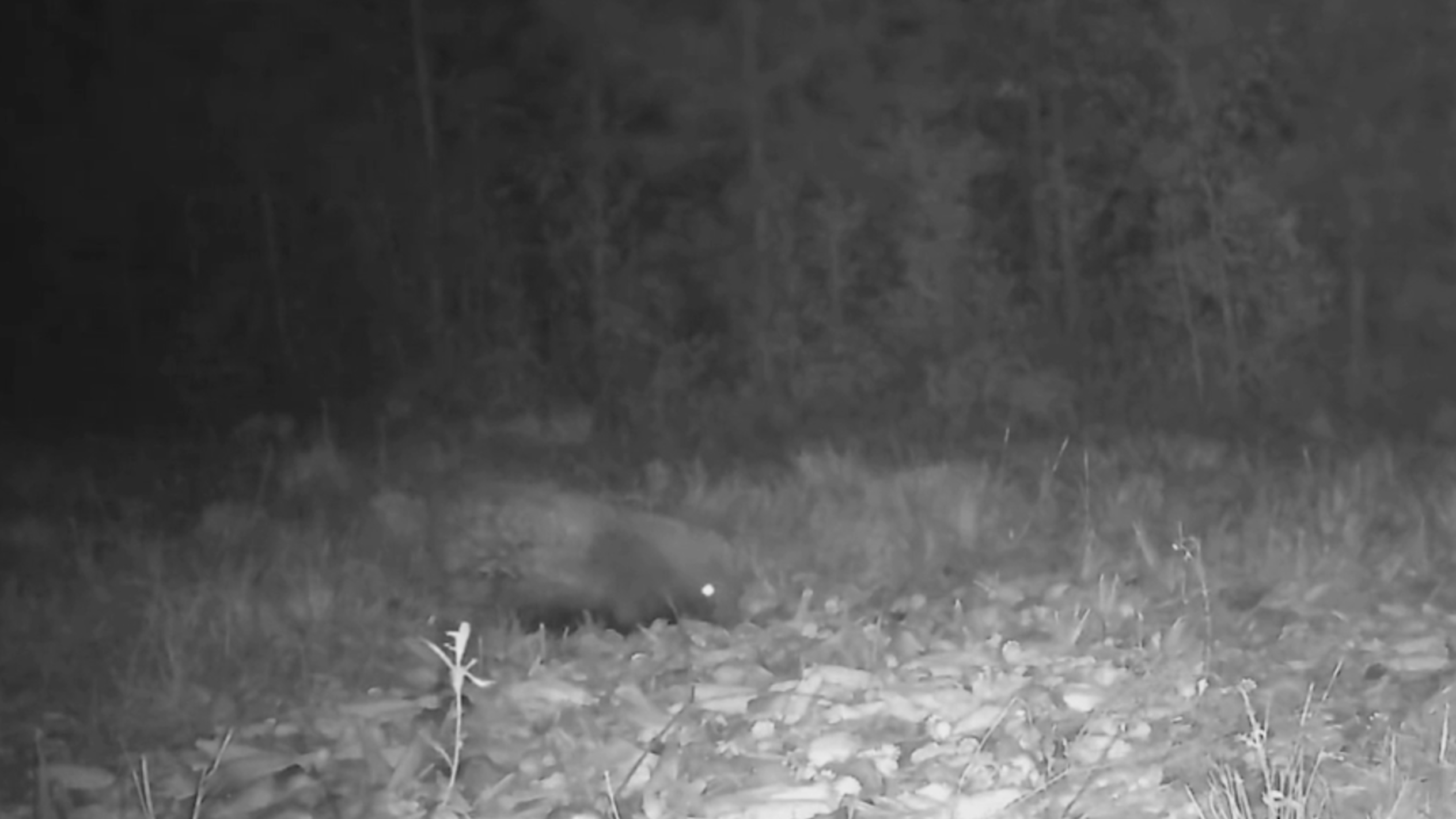 Non-native porcupine caught on Conway trail camera