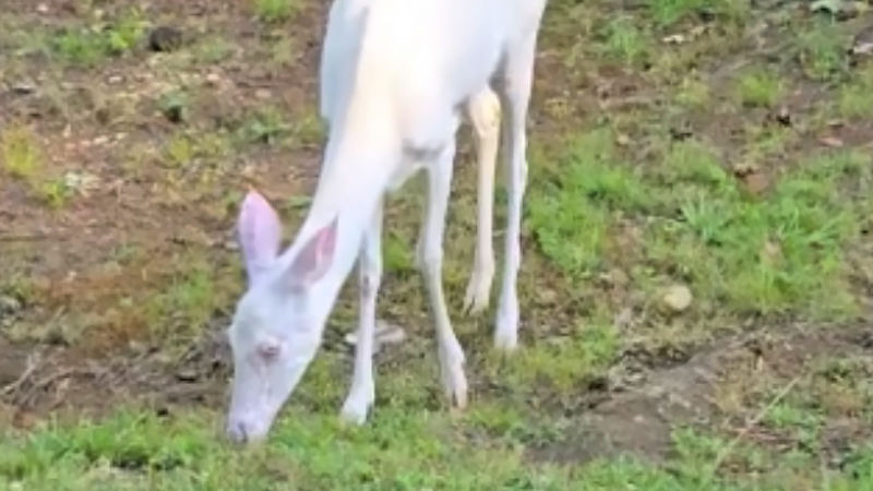 Albino fawn spotted in Hillsborough during routine patrol