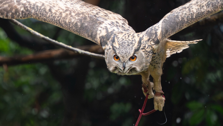 Seahawks and this owl at Point Defiance Zoo share Super Bowl spotlight