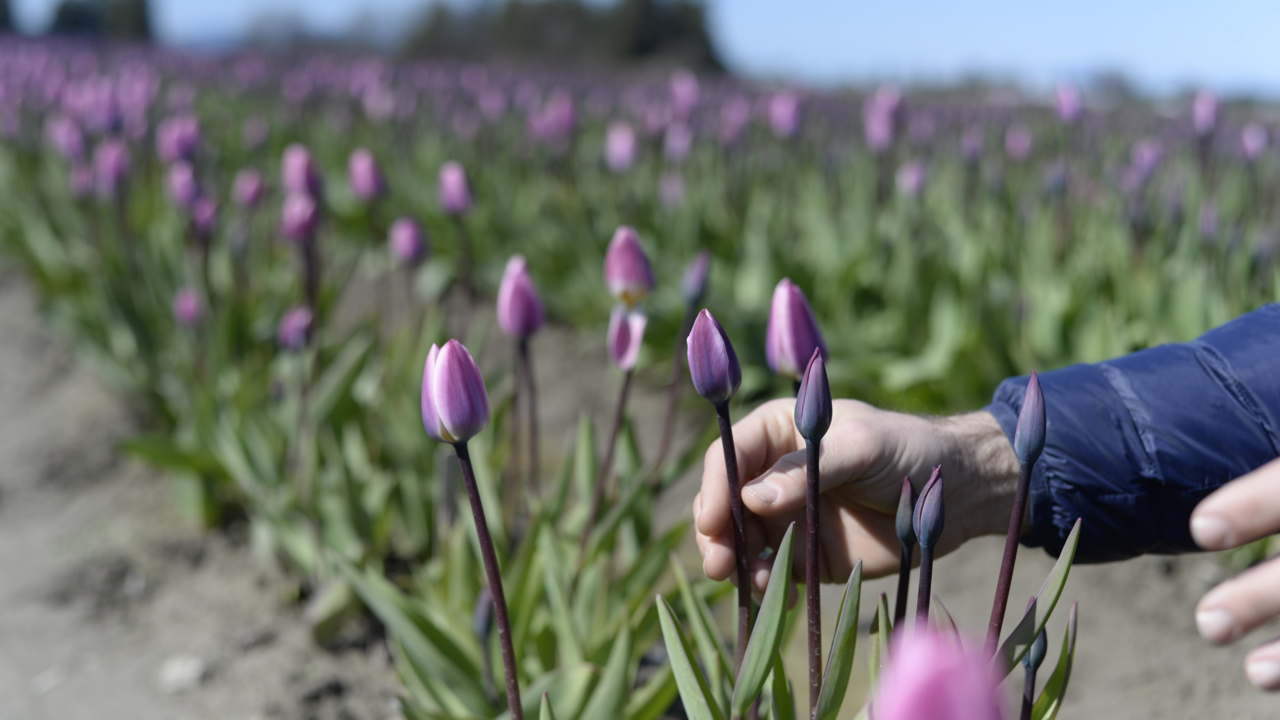 The month-long Skagit Valley Tulip Festival is underway. Here’s what you need to know