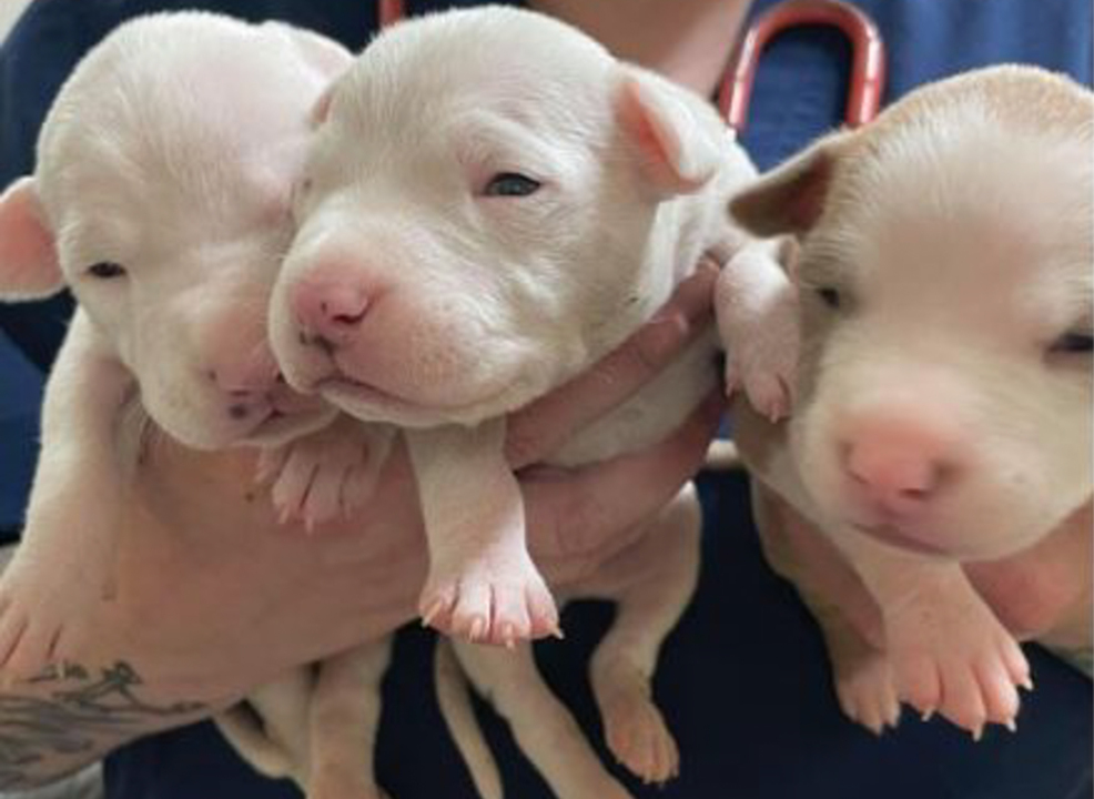 Tacoma’s 11 ‘suitcase puppies’ and mom get happy ending. We get lesson in compassion