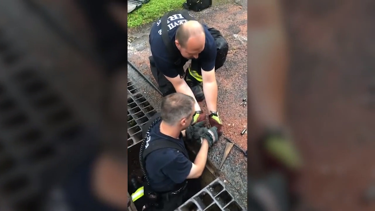 Illinois firefighters rescue 6 ducklings from storm drain