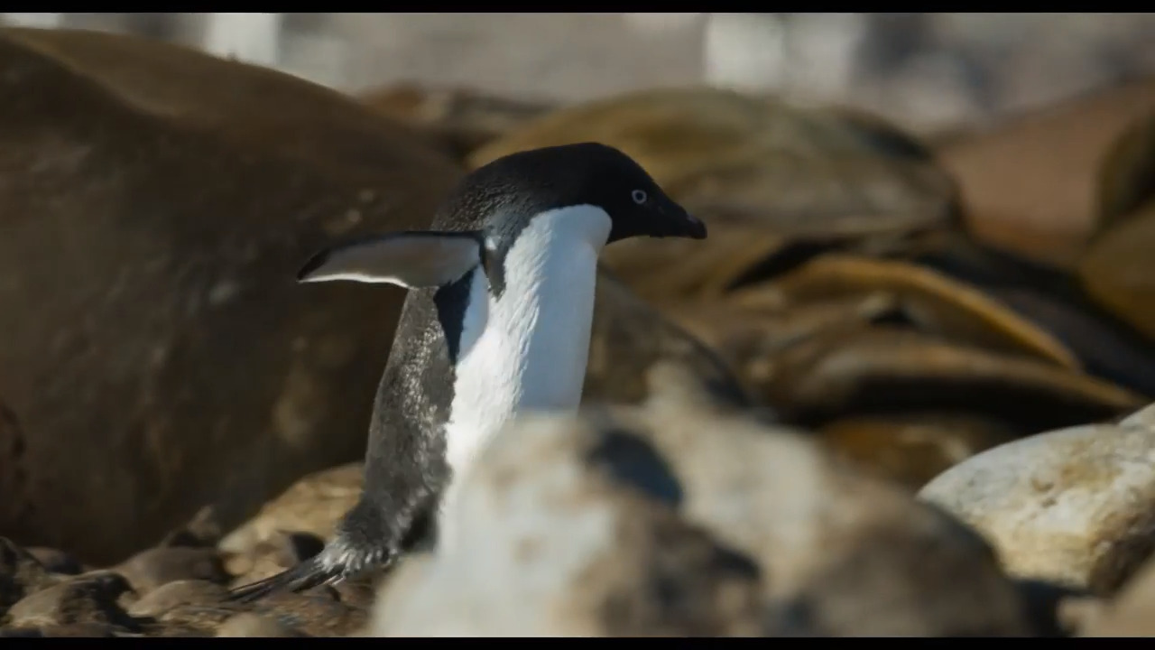 Mr. Movie: ‘Penguins’ a so-so documentary; Breakout the hankies for ‘Breakthrough’