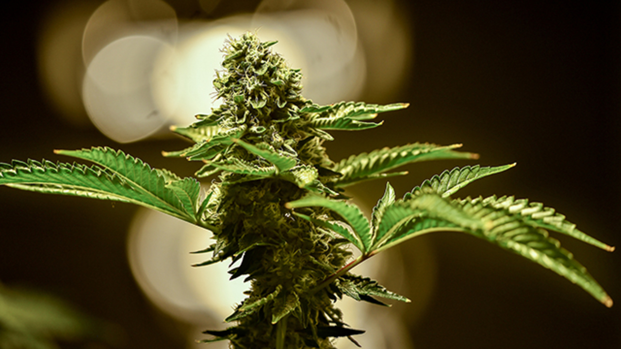 Commercial cultivator outlines what Missourians could expect if recreational use of marijuana comes to Missouri