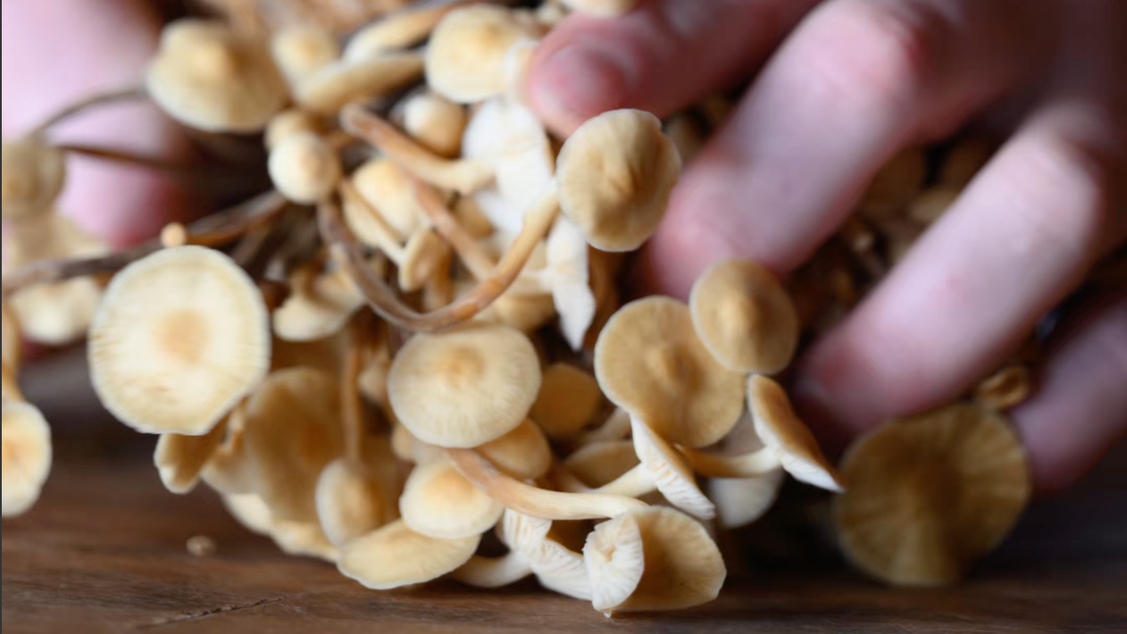 From forage to table: The secret life of Tacoma’s favorite gourmet mushrooms