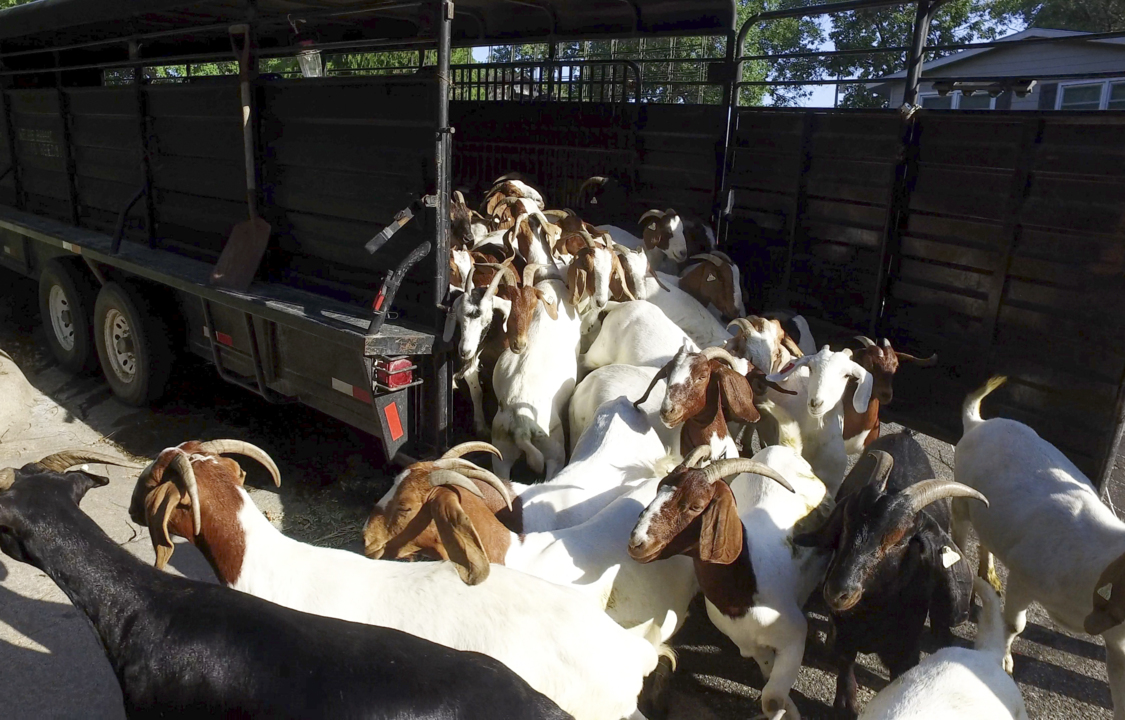 Hungry goats eat up weed nightmare in west Wichita