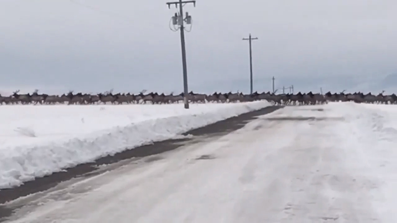 Here’s what 700 elk crossing a road in the snow look like - and how long it takes