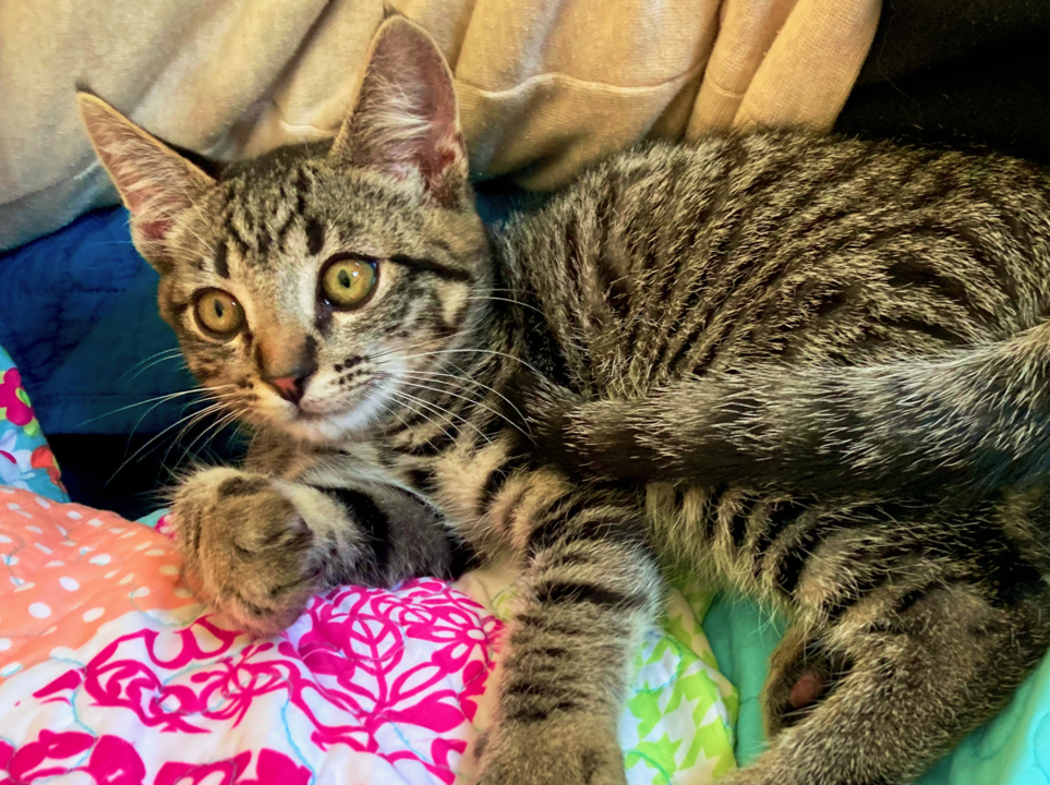 Pet Tales: Alastair the handsome kitten is ready for a nurturing home