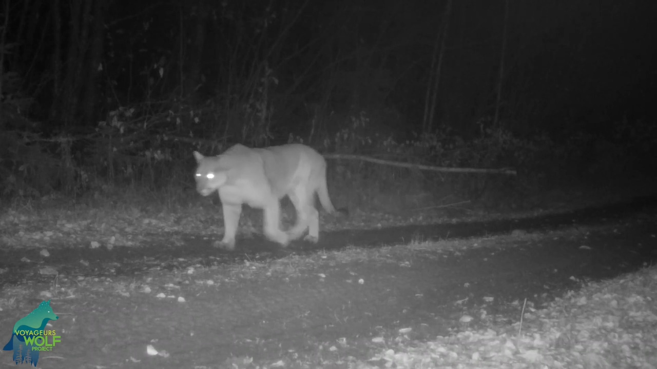 Watch rare glimpse of a cougar in the upper Midwest with this ‘super clear’ video