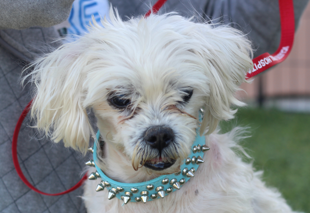 Pet Tales: Lucky the Maltese mix dog needs a new home