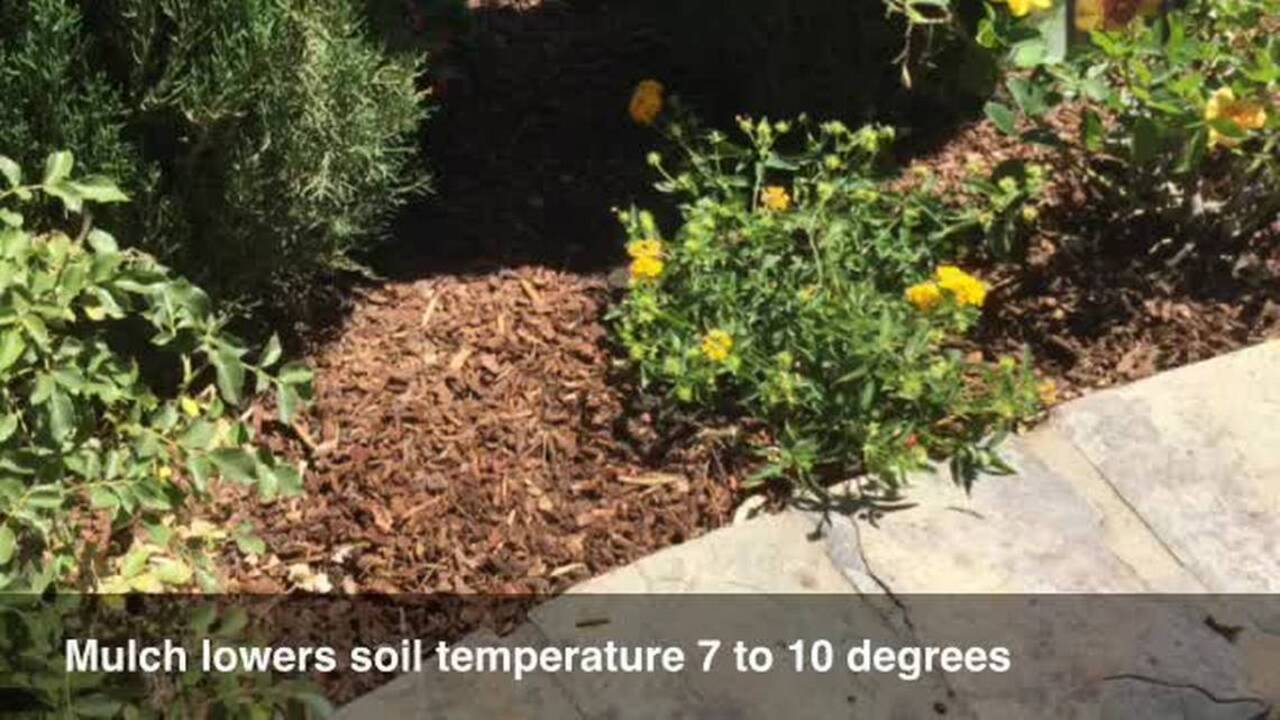 Hot tips to help your plants beat the Sacramento heat