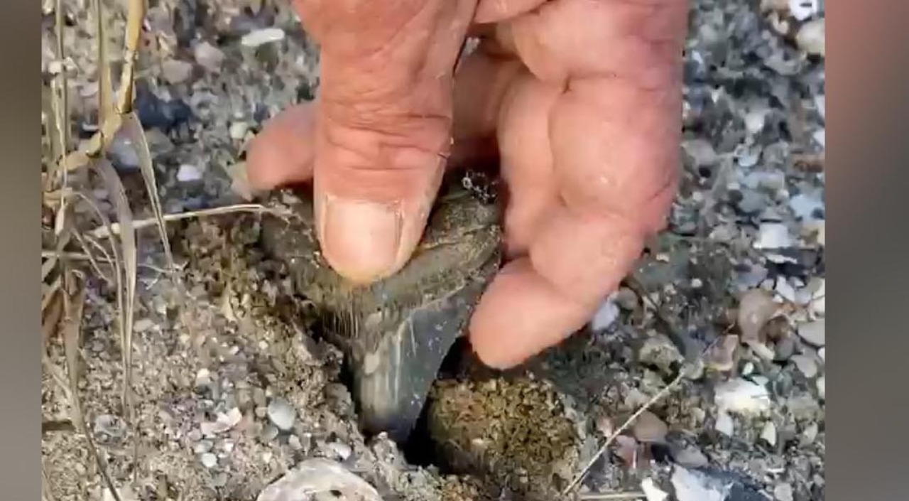 Locals find 2 prehistoric teeth in one day on SC riverbank, one in plain view