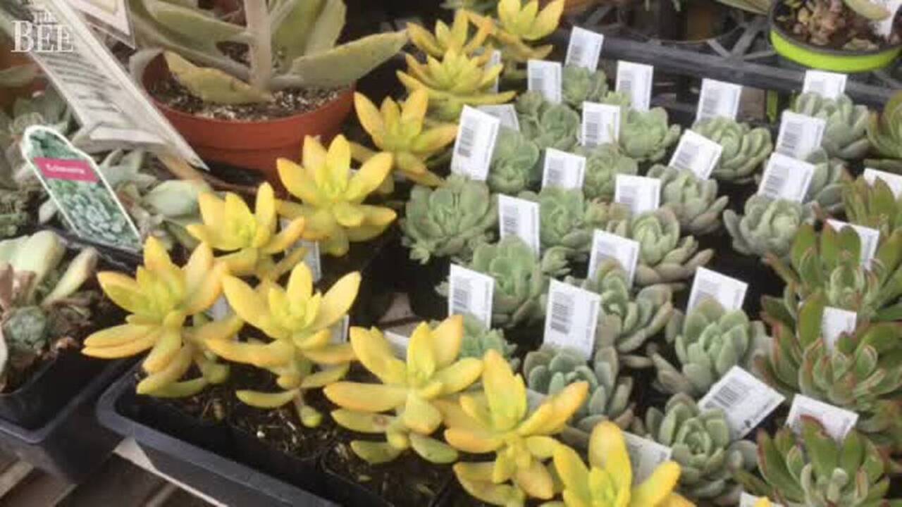 How to protect tender plants from frost as temperatures drop