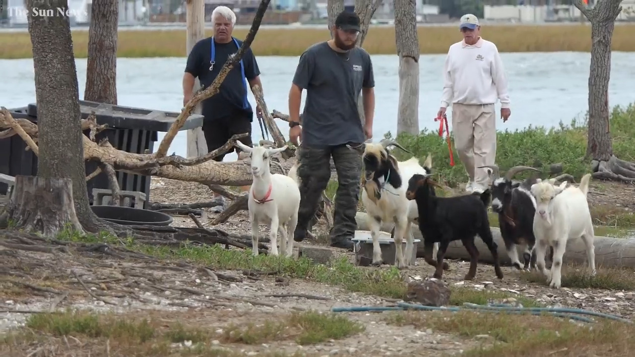 Watch as goats are evacuated from Murrells Inlet South Carolina island