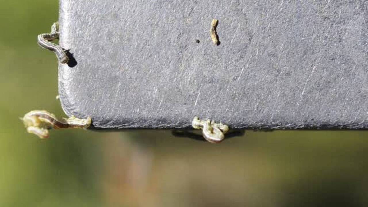 Cankerworms, it is their time of year