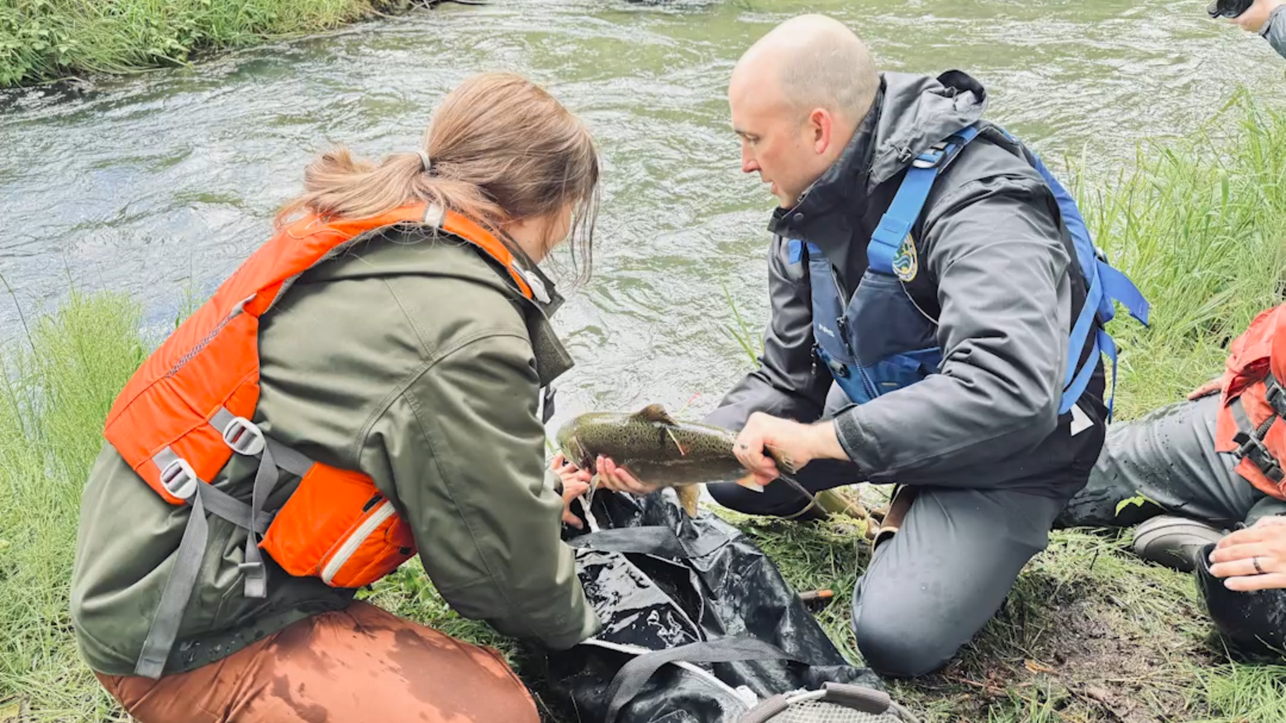 Native life reintroduced to Upper Mt. St. Helens watershed for the first time in nearly 50 years