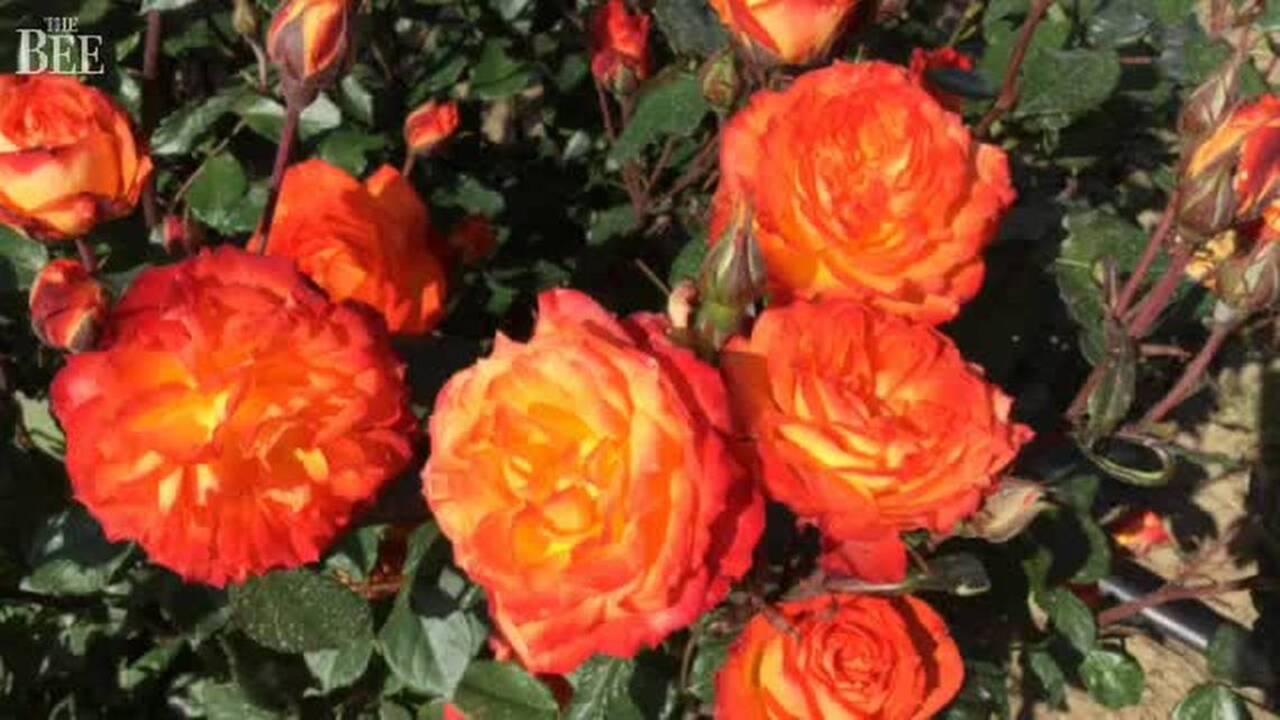 See UC Davis rose farm in bloom