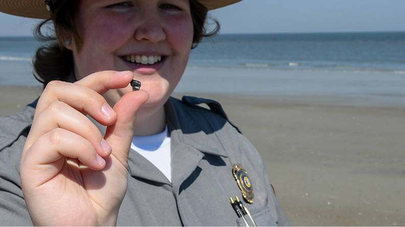 SC park ranger shares how to find shark teeth at Hunting Island State Park