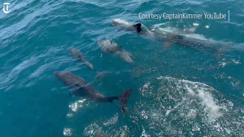 Watch as dozens of dolphins guide Tri-City, WA man’s boat during solo Atlantic crossing