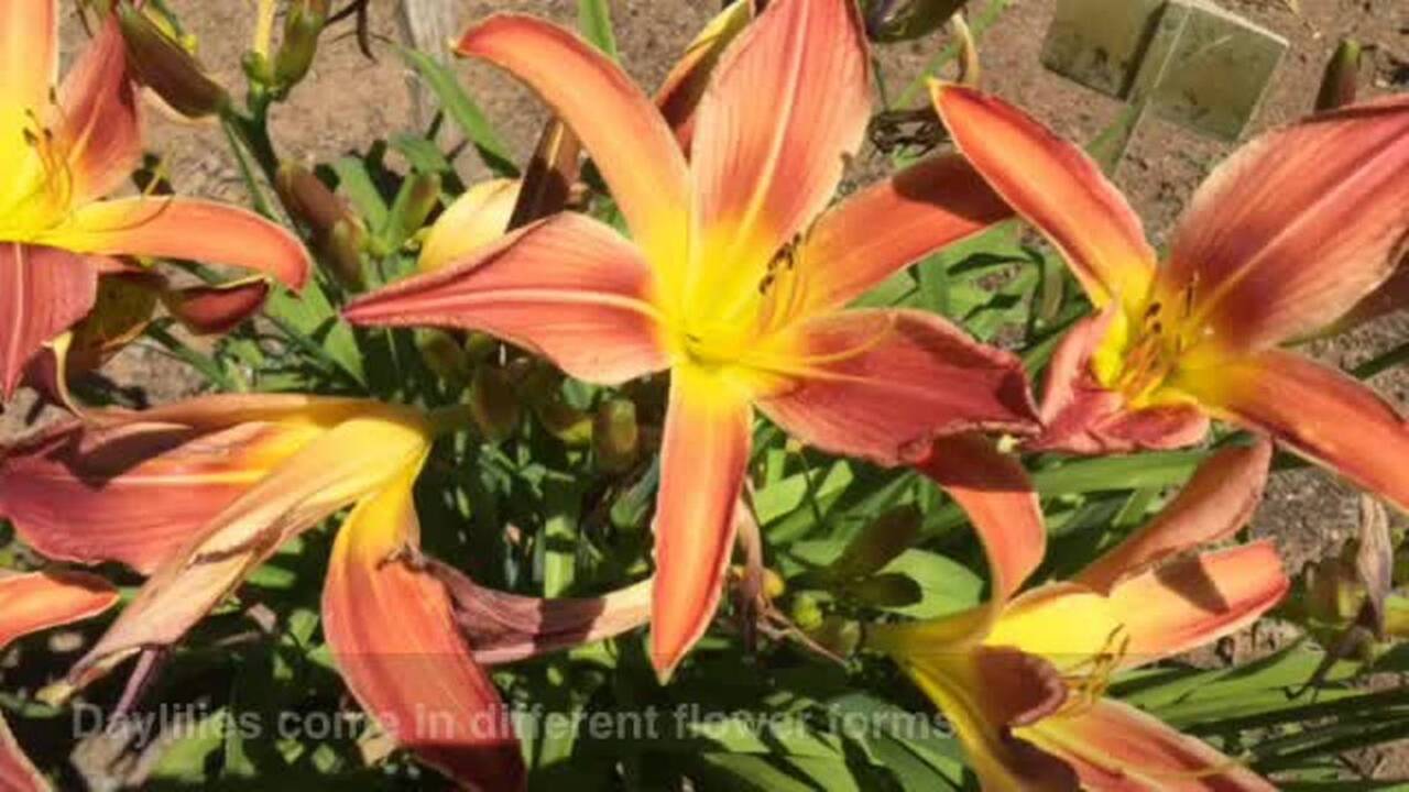 See daylilies by the thousands at Amador Flower Farm