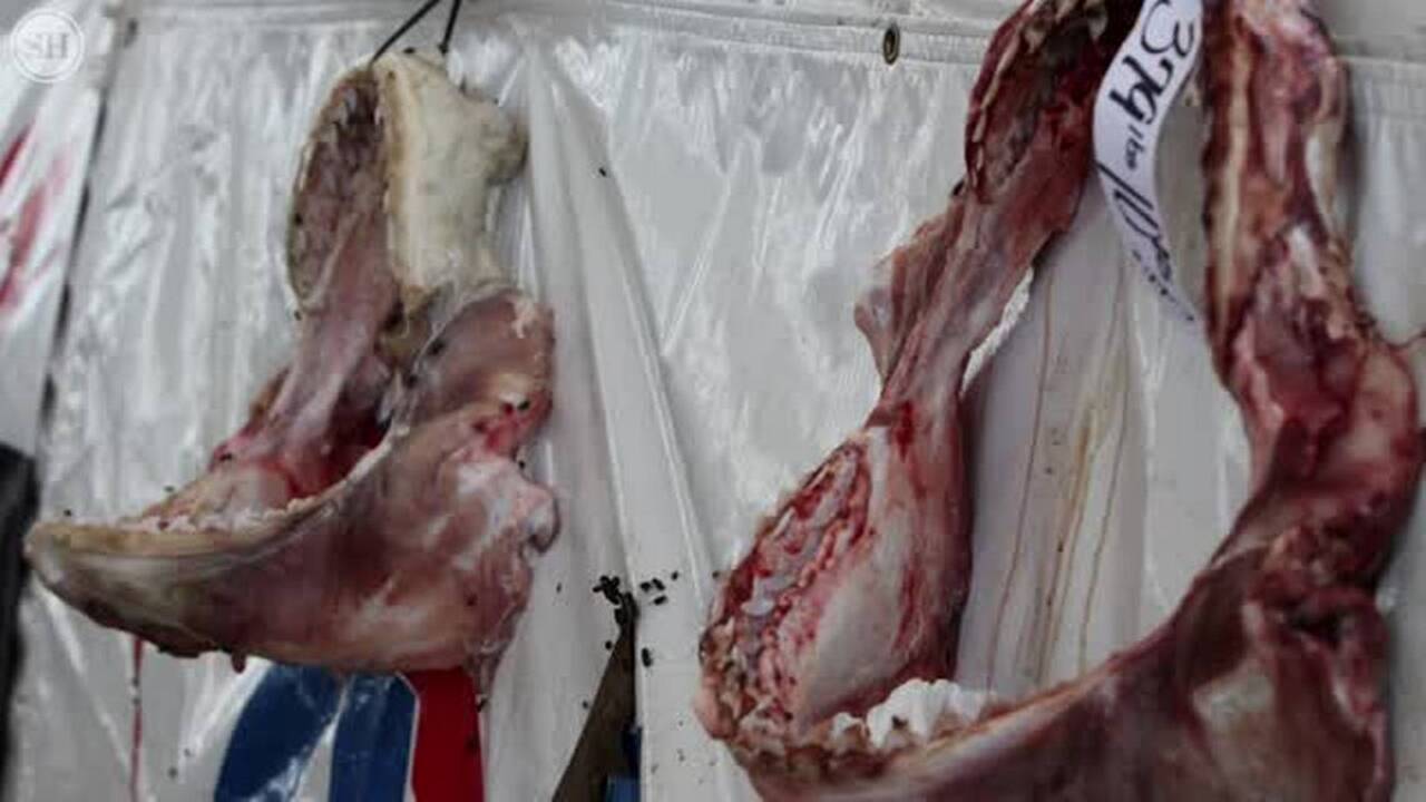 Sharks were highlight of 2016 Deep Sea Fishing Rodeo