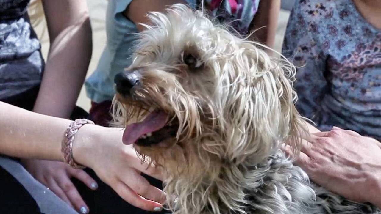 Georgia family reunites with lost dog in North Carolina