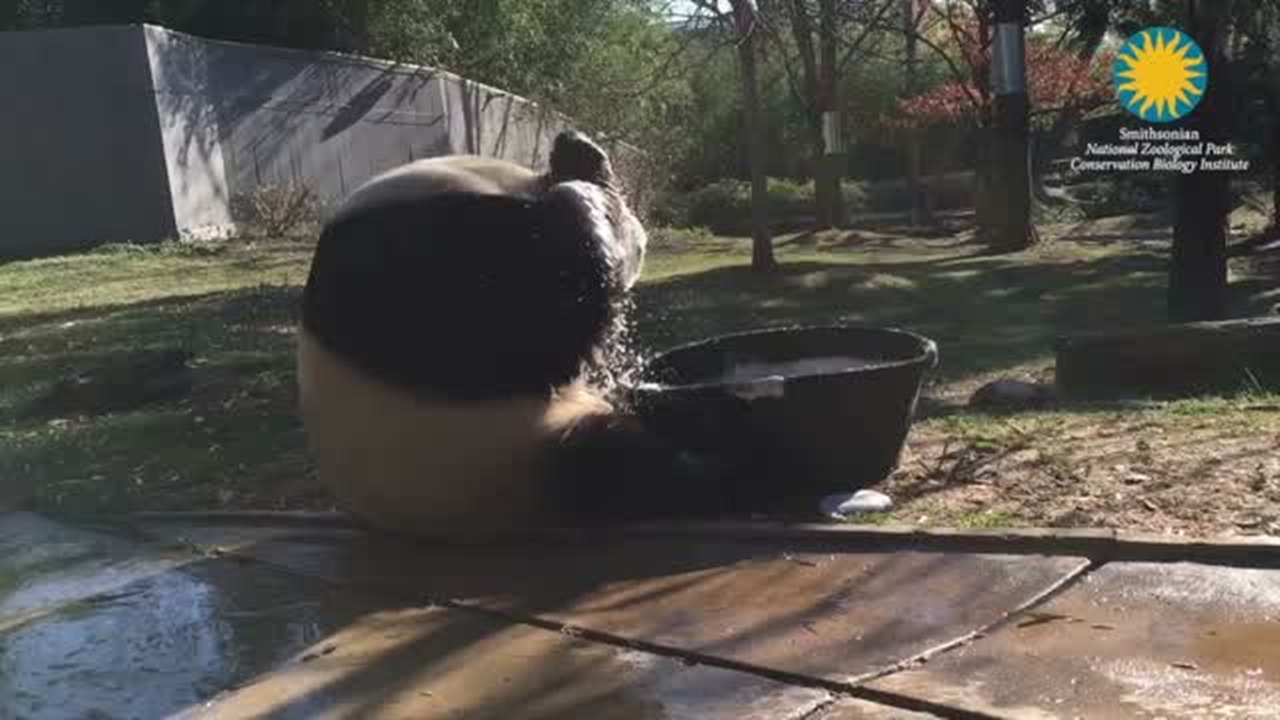 Tian Tian the panda takes a bubble bath