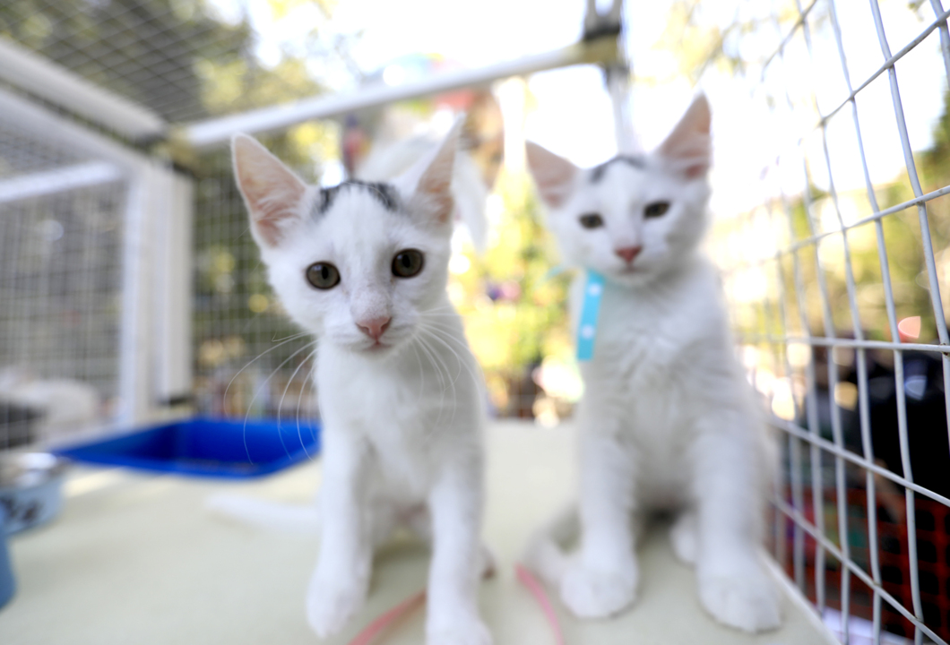 Cal Poly Cat Program struggles amid funding, adoption issues