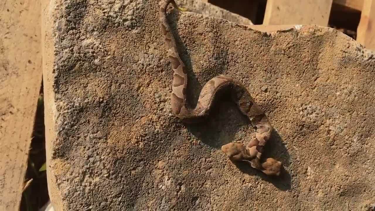 Yikes! Check out this two-headed copperhead snake found in Virginia garden