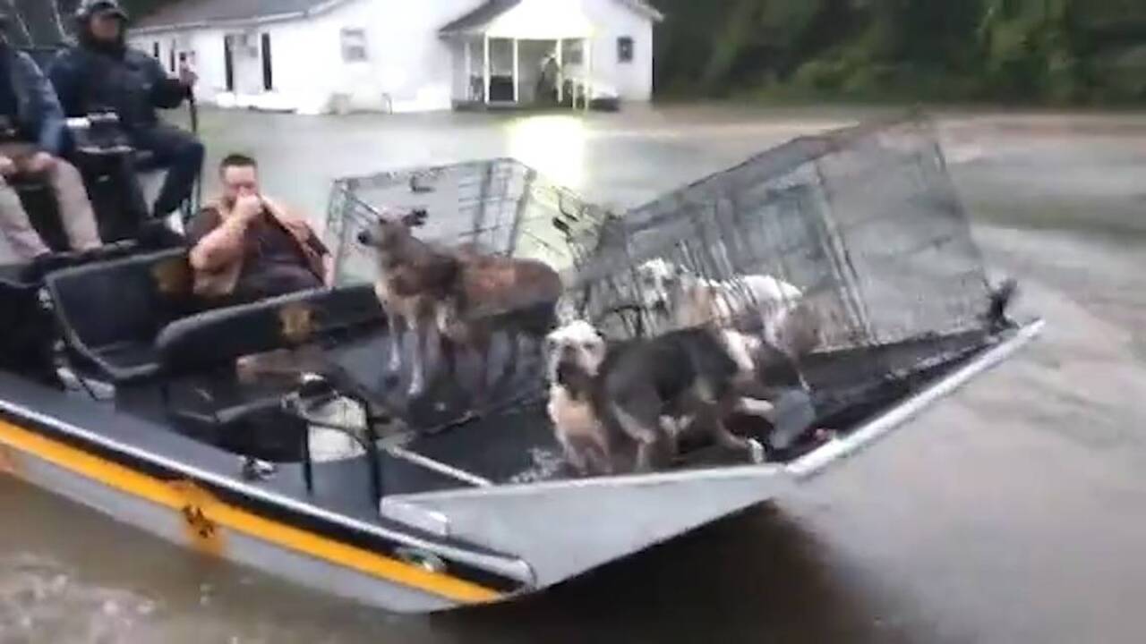 Police rescue animals stranded at flooded Texas shelter