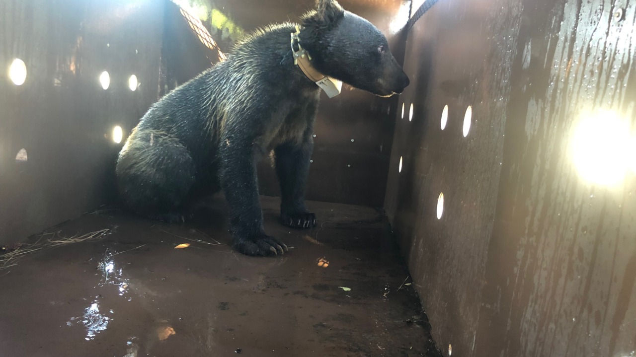 See bear caught at UC Davis released back into the wild