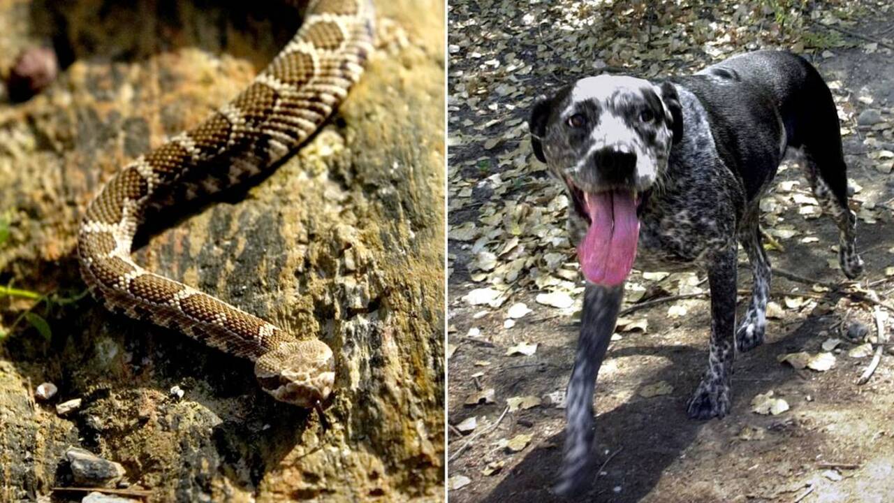 How to save your dog from a rattlesnake bite