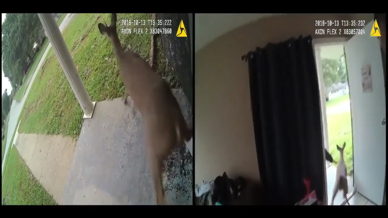 Deer crashes through window, gets stuck inside home
