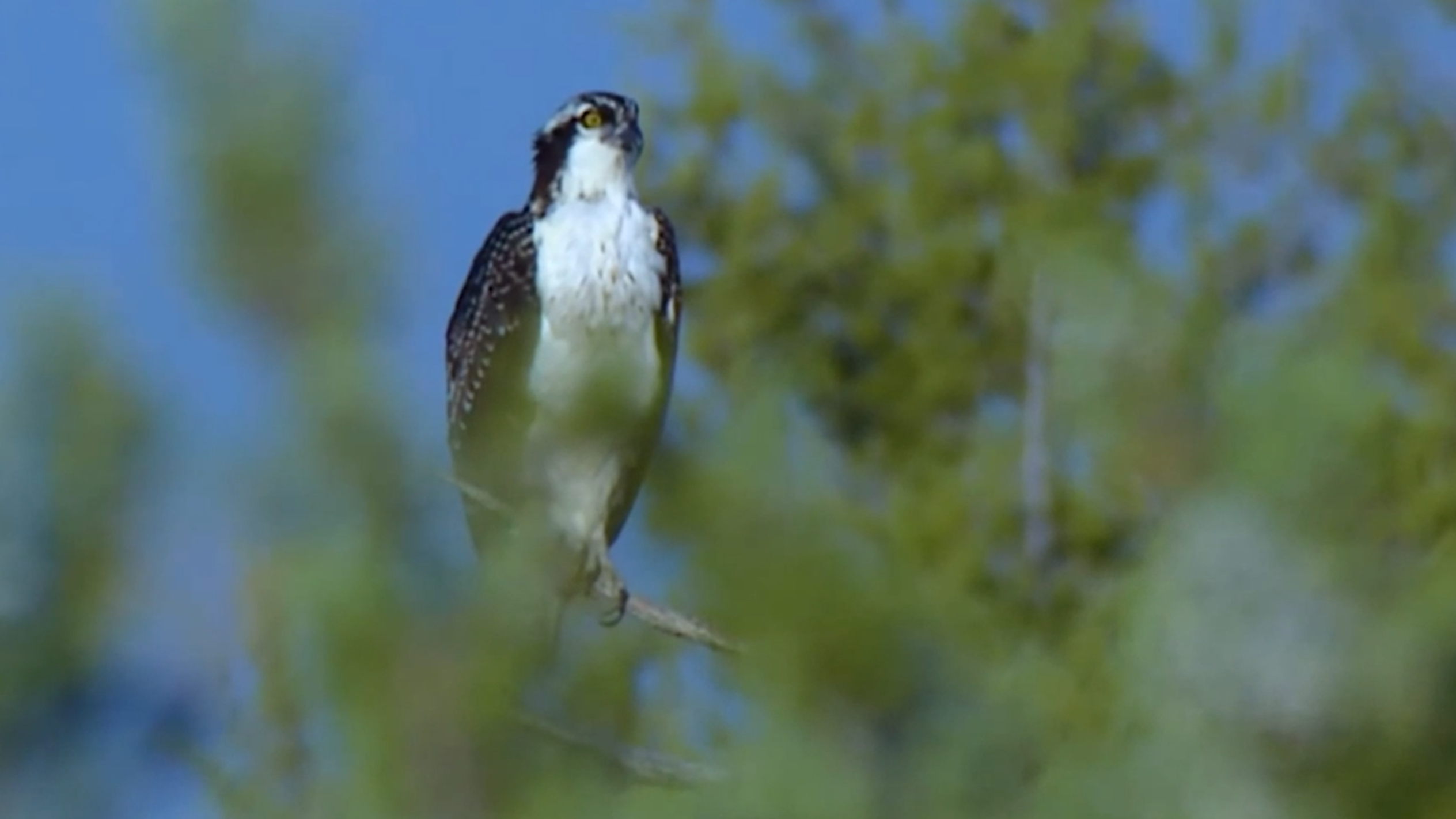 Ospreys are a large bird of prey, standing 21 to 24 inches tall