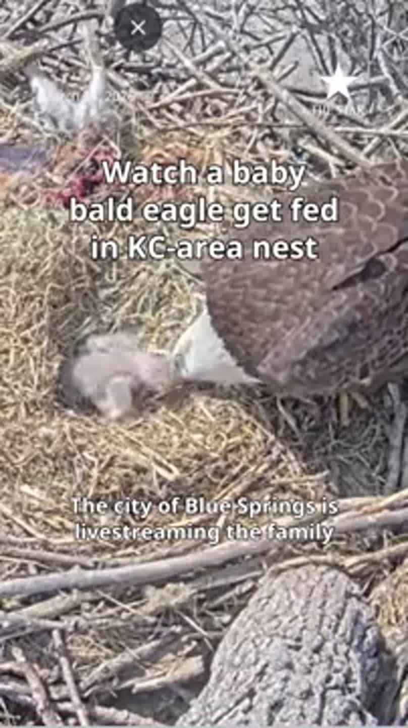 See Blue Springs' new bald eaglets get fed on livestream