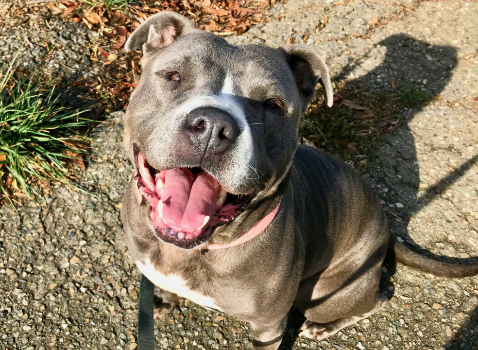 Pet Tales: Alana the playful Lab-pitbull mix is needs a new home