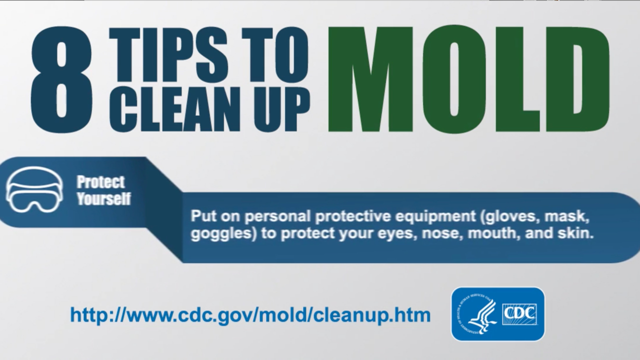 8 Tips to Cleanup Mold