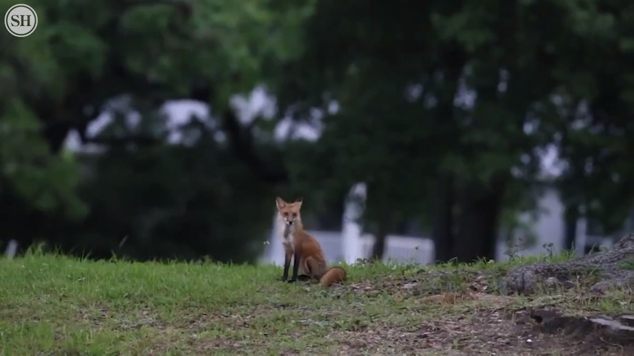 Urban dwelling wildlife create problems for animals and humans