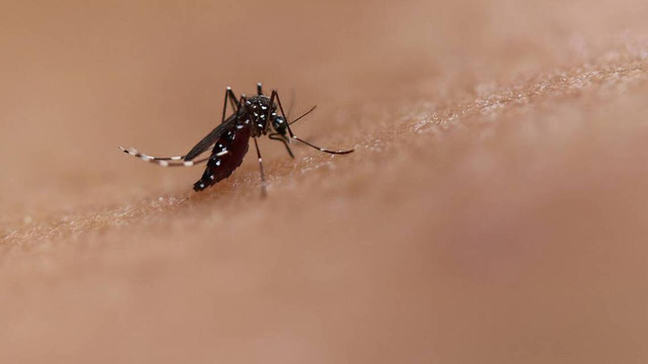 How to protect yourself from Aedes mosquito-borne diseases such as dengue